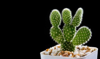 女子卧室床头放什么植物 女子卧室床头适合摆放哪种植物