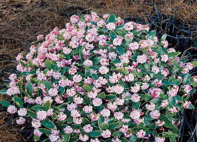 金边瑞香耐寒最低温度 金边瑞香过冬养护