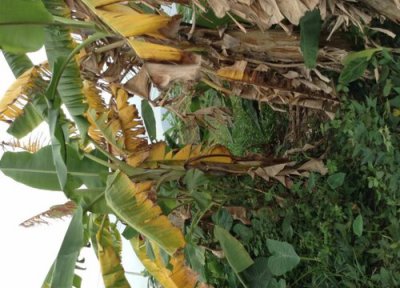 香蕉炭疽病发病原因 香蕉炭疽病的发病原因及治疗方法