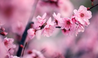 北方室外冬季植物有哪些 北方室外冬季有哪些可以养的植物