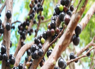 嘉宝果好吃吗 什么味道 口感像葡萄