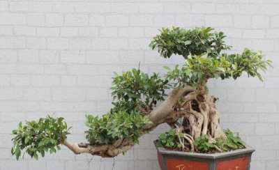 盆栽榕树怎么养才长得好更旺盛 家里怎样养好榕树盆景