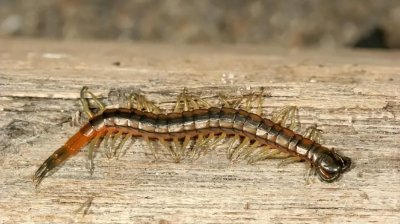 家里发现蜈蚣怎么办 家里蜈蚣能从卫生间下水道上来吗