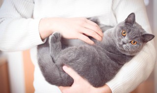 猫的指甲怎么剪 怎么给猫剪指甲