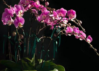 最好看的兰花品种 好养好看的兰花品种排名