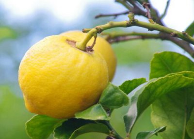 柠檬喜水还是喜旱 柠檬喜湿还是喜干旱