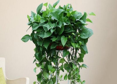 搬家送什么绿植比较好 朋友搬新家送什么植物盆栽实用