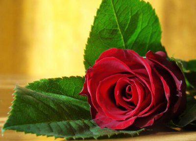 10种象征爱情的花图片 哪些花的花语含义代表爱情