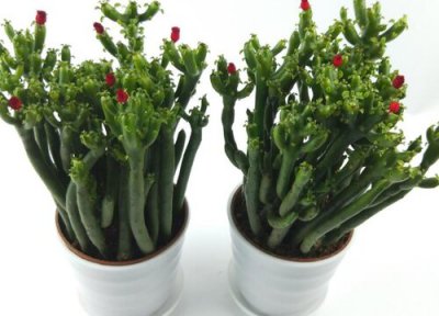 珊瑚棒长得难看怎么办 修剪方法