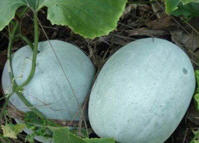 冬瓜是植物吗 属于什么类别植物