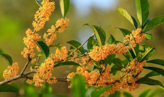 客厅适合摆放哪里花 客厅适合摆放什么花