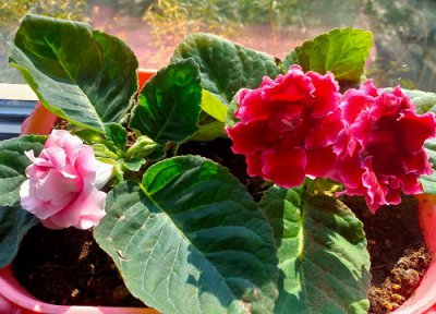 大岩桐花苞枯萎怎么办 花苞没开就蔫了怎么回事