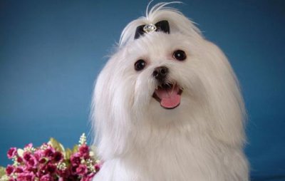 马尔济斯犬太难养了 为很么很少有人家养马尔济斯犬