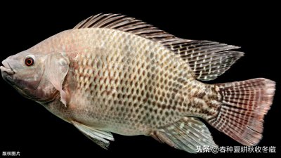 鱼烂鳃病用什么药治疗最快最好 观赏鱼烂鳃用什么药消毒