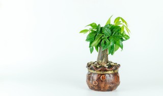 床头放什么花可以旺财 床头放哪些花可以旺财