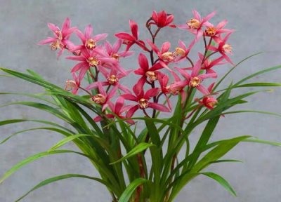 蕙兰红草与红香妃的区别 四川蕙兰红草和陕甘地区红香妃的区别