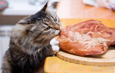 猫咪应不应该吃生肉 猫吃生肉的好处和坏处都有哪些？