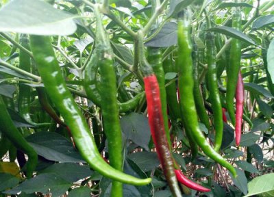 盆栽辣椒的管理 辣椒如何养护分枝多