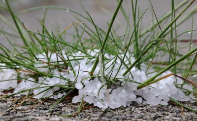 盗蜂是什么意思介绍 养蜂人常说的盗蜂对蜂群的影响