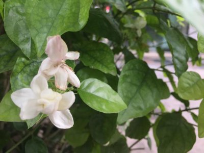 茉莉冬天可以把叶子全剪掉吗 冬天养护茉莉花注意事项