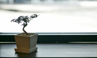 适合晒太阳的盆栽有哪些 适合晒太阳的盆栽有什么