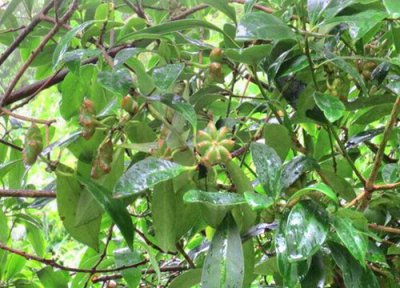 八角木的养殖方法 八角木的养殖方法和注意事项