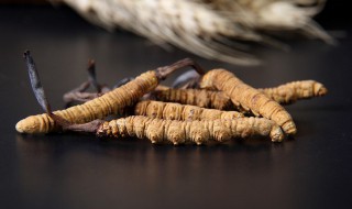 虫草什么季节种植合适 冬虫夏草什么时候种植