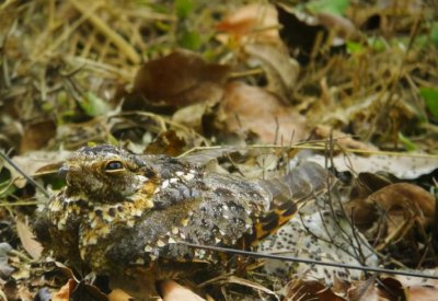 四翼鸟长什么样子图片 非洲发现神秘“四翼鸟”长啥样