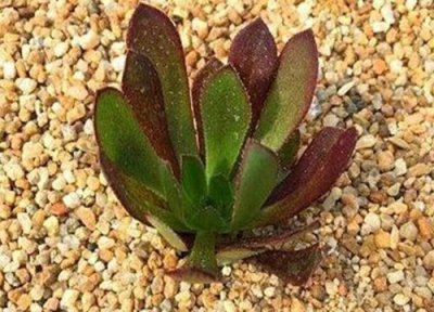 法师长出的小芽碰掉能养活吗 法师上面长新芽扦插繁殖