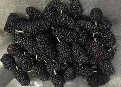 桑葚是热的还是凉性的水果食物 桑葚性温还是寒凉