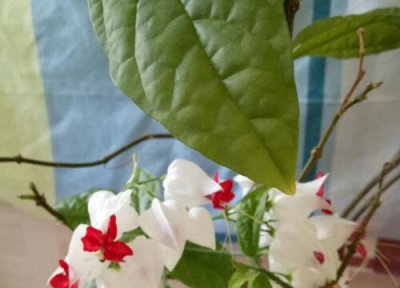 龙吐珠耐寒 龙吐珠怎么过冬天