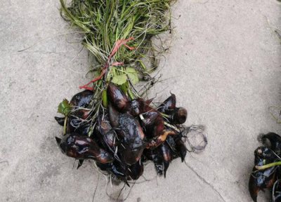 菱角成熟时间 菱角什么时候成熟