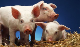 活猪挑选技巧 活猪如何挑选