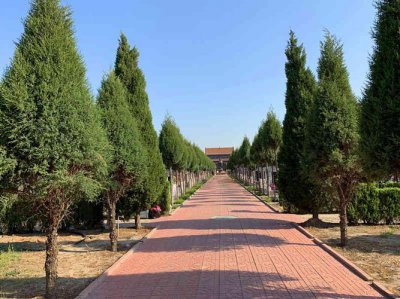 祖坟前栽什么树最旺后人 坟栽这3种树子孙多有福