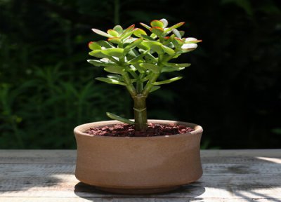 玉树叶子变软什么原因 养殖玉树遇到叶片变软该怎么解决