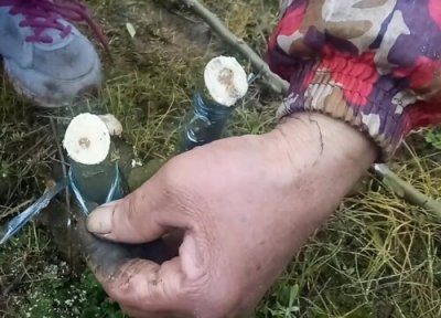 果树哪个季节嫁接最好 果树嫁接在几月份比较适宜