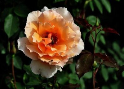 月季花有毒吗能在屋里养吗 可以放在室内吗