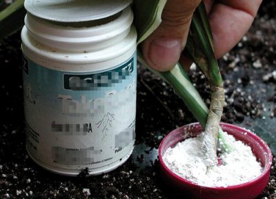 扦插生根水配方 扦插花卉中如何自制生根水