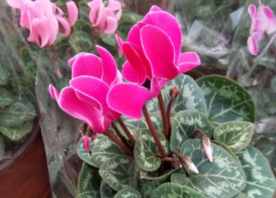 仙客来夏天叶子枯怎么办? 夏季仙客来叶片枯萎该怎么进行处理