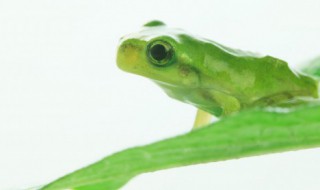 新手养殖蟾蜍注意什么细节 新手养殖蟾蜍注意哪些细节