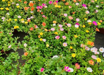 马齿苋开花吗 什么时候开花