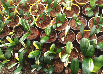 君子兰怎么养护不烂根 烂根了怎么办