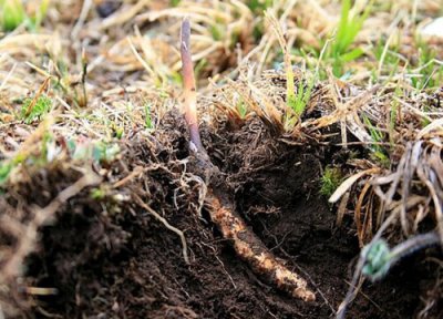 冬虫夏草种子怎么种植方法 冬虫夏草人工栽培技术