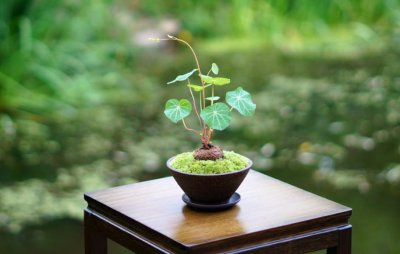 家里养山乌龟 山乌龟好养吗