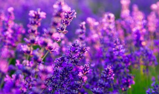 花海是什么意思 花海的解释