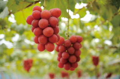 现在什么水果最贵 全球最贵的5种水果品种介绍