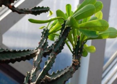 霸王鞭怎么修剪好看 霸王鞭什么时候修剪合适