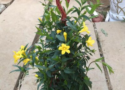 飘香藤黄叶是怎么回事 黄叶落叶原因 救活方法