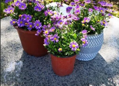 姬小菊的什么时候分盆最佳 姬小菊的怎么分盆容易成活