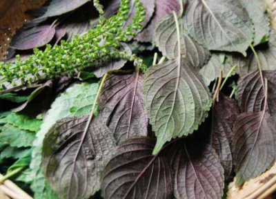 紫苏叶长什么样子图片 食用方法与功效作用